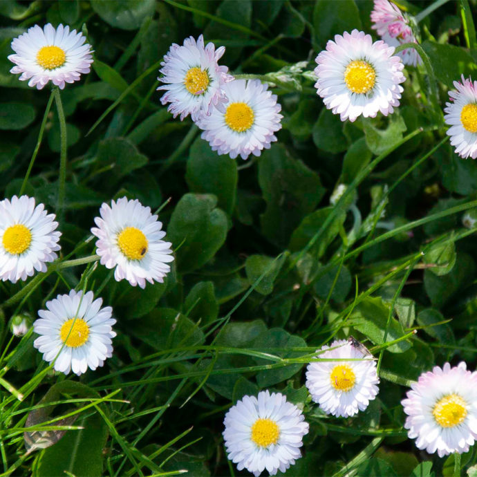 bewust delft margriet