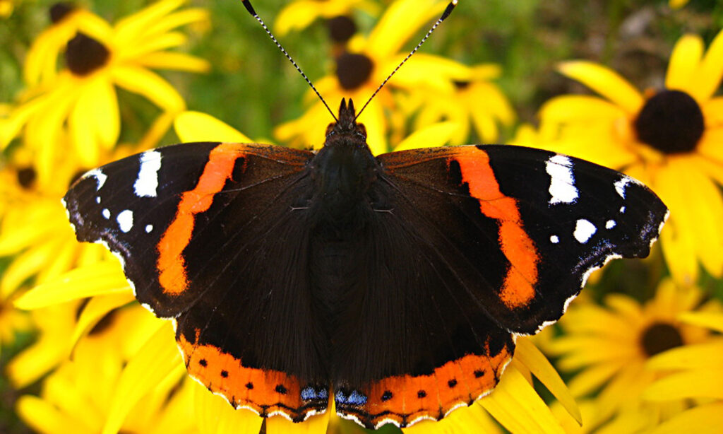 Atalanta Voetreflex