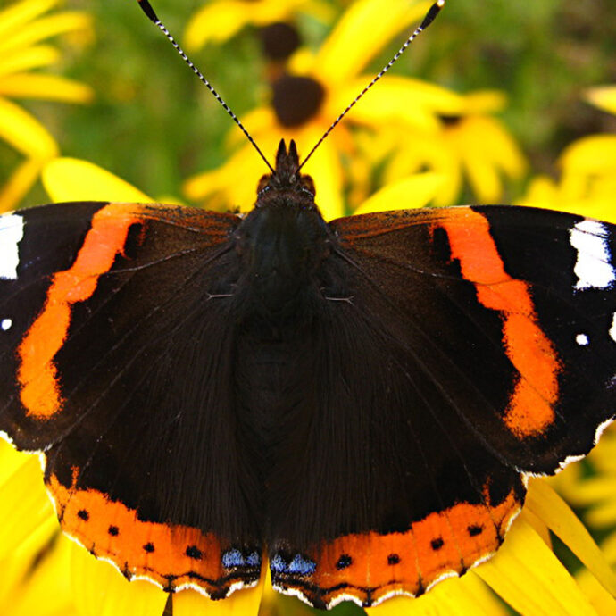Atalanta Voetreflex